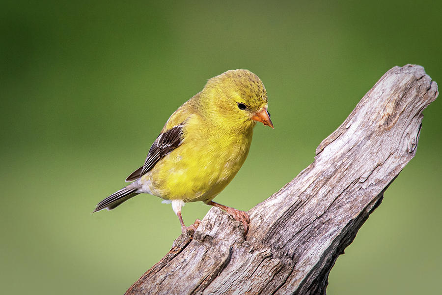 Young Finch Photograph by David Heilman