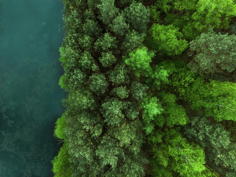 Young forest from above Photograph by Marcin Jucha