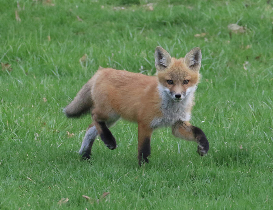 Fox Photograph - Young Fox On The Run by J Laughlin