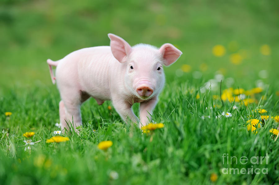 Young Funny Pig On A Spring Green Grass Photograph by Volodymyr Burdiak -  Pixels