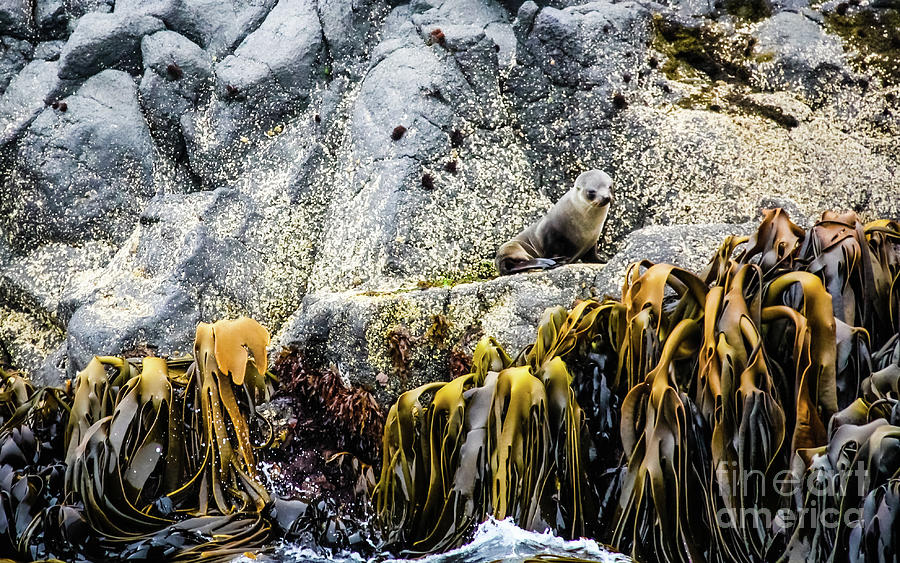 Young fur seal on the rock Photograph by Lyl Dil Creations