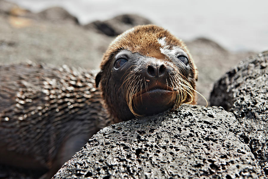 Young Galapagos Sea Lion, Zalophus Photograph by Juergen Ritterbach