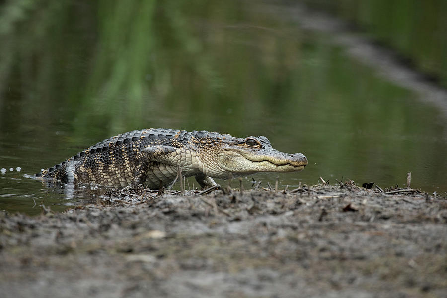 Young Gator Photograph by Denise Griggs - Pixels