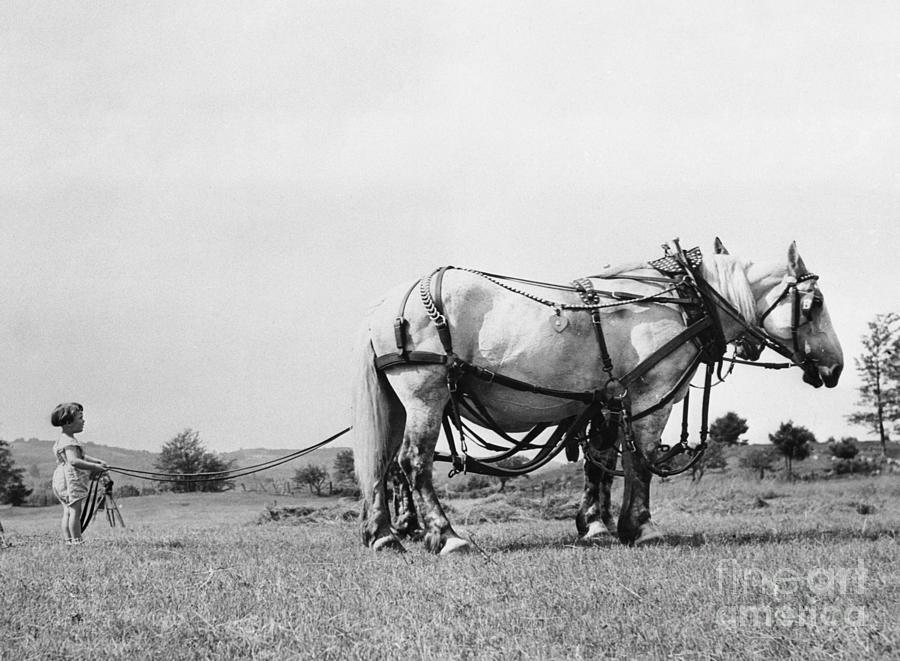 Young Girl 6-7 Leading Workhorse Photograph by Bettmann