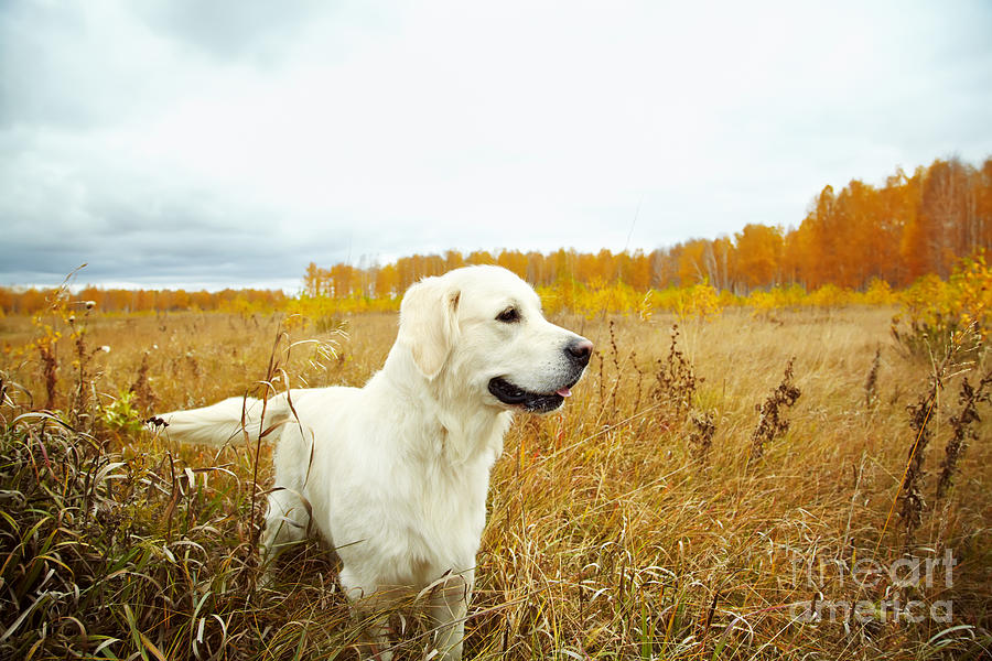 Fall Photograph - Young Golden Retriever For A Walk by Evgeny Bakharev Fall Photograph - Young Golden Retriever For A Walk by Evgeny Bakharev