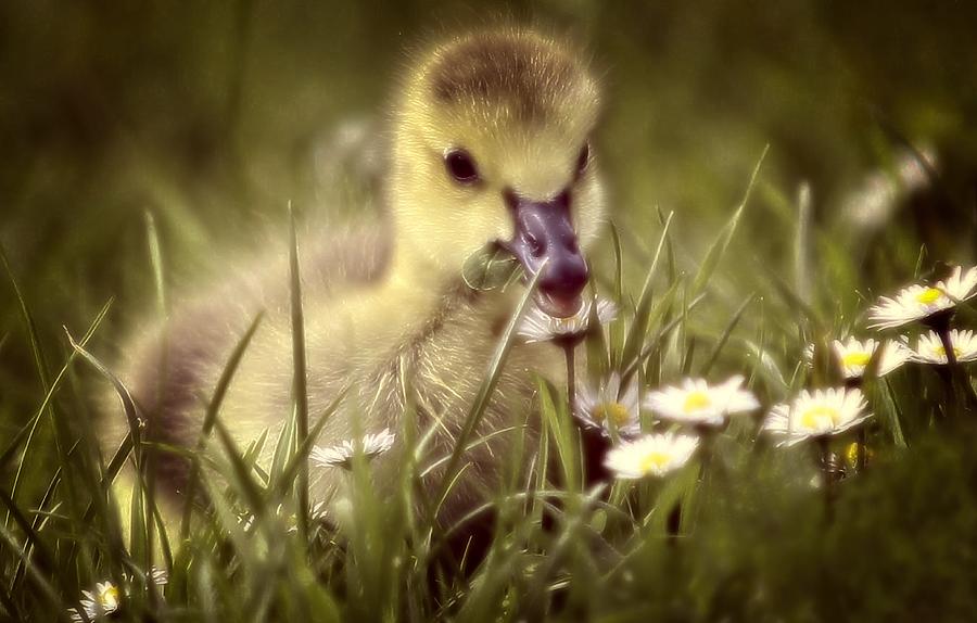 Young Goose Photograph by Anna Cseresnjes