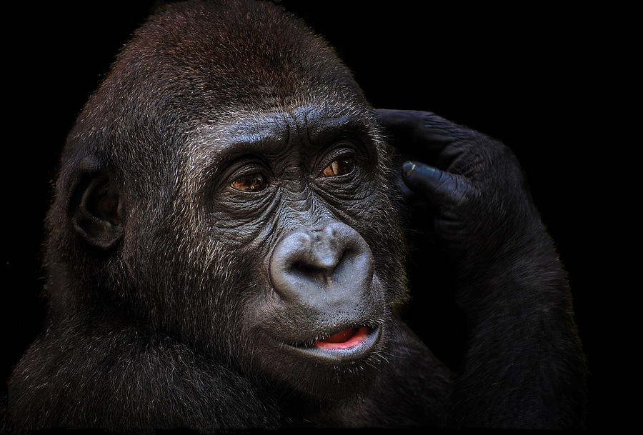 Animal Photograph - Young Gorilla by Stephan Rckert