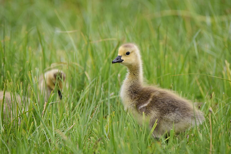 Young Gosling Photograph by Stephen Adgate - Fine Art America