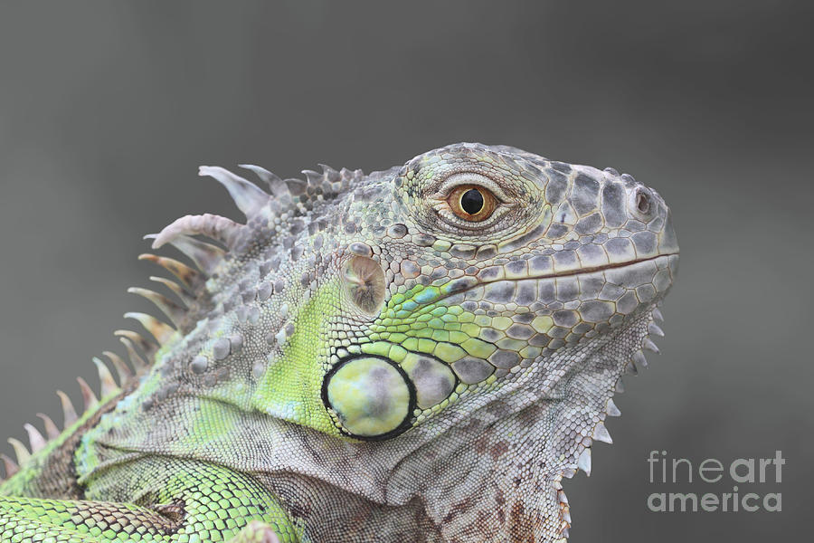 Young Green Iguana V2 Photograph by Judy Whitton