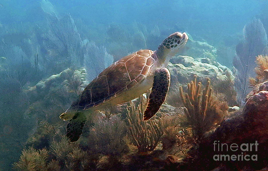 Young Green Sea Turtle Photograph by Daryl Duda