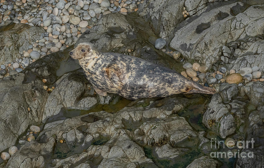 Young Grey Seal On Breeding Beach In South-west Wales Photograph by Bob Gibbons/science Photo Library