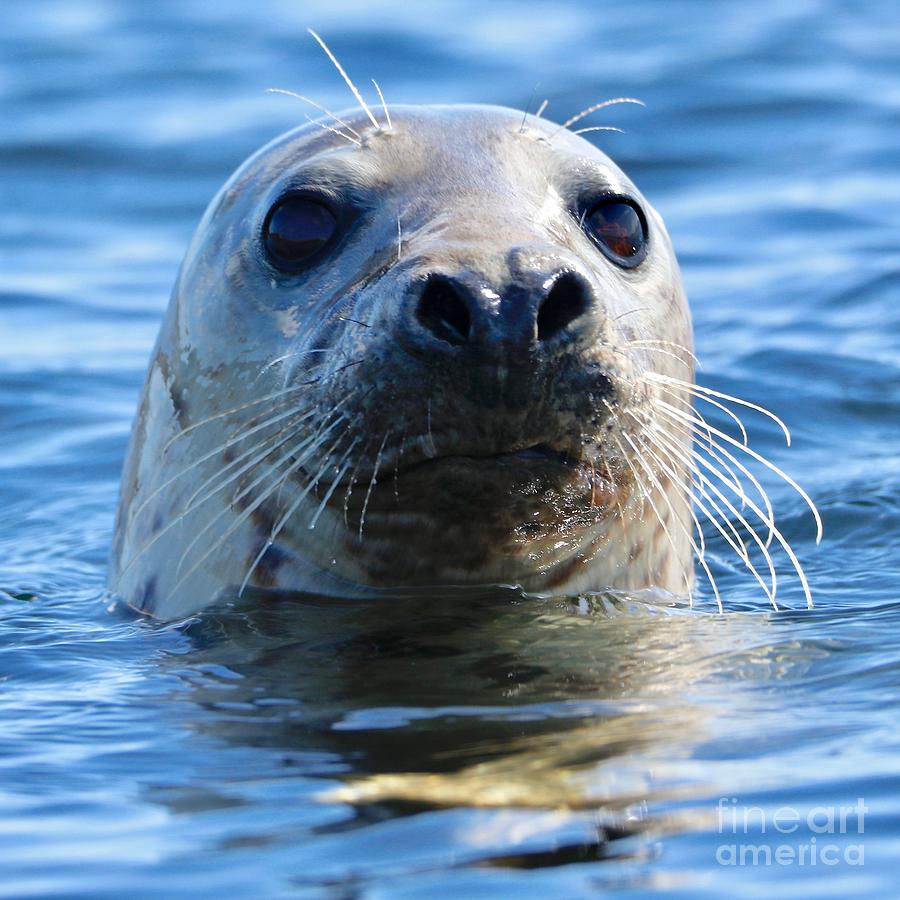 Young Grey Seal, Westcove, Photograph Photograph by Eric Meyer
