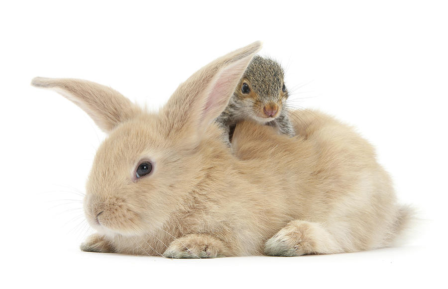 Young Grey Squirrel And Sandy Rabbit Photograph by Mark Taylor