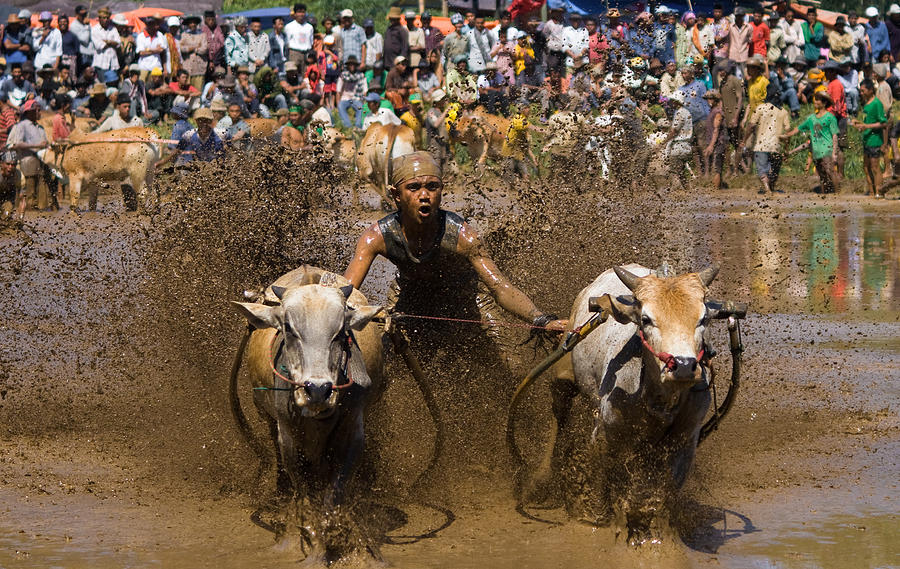 Cow Photograph - Young Guns by M. Ramdhani Rusdi