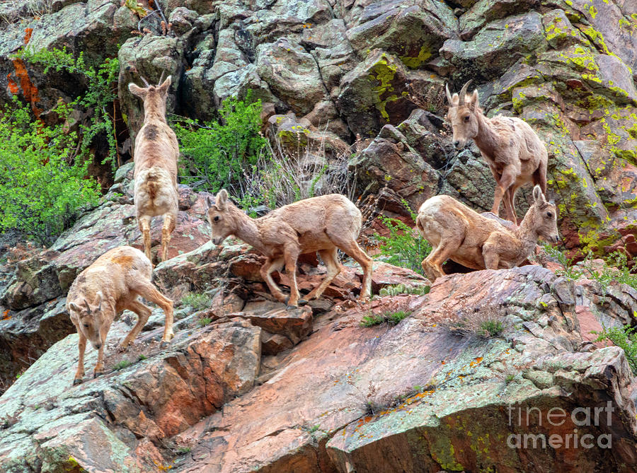 Young Herd of Bighorn Sheep at Play Photograph by Steven Krull