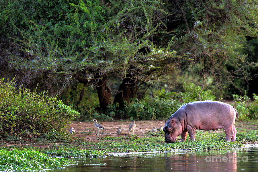 Small Photograph - Young Hippo Feeding On River Bank by Johan Swanepoel