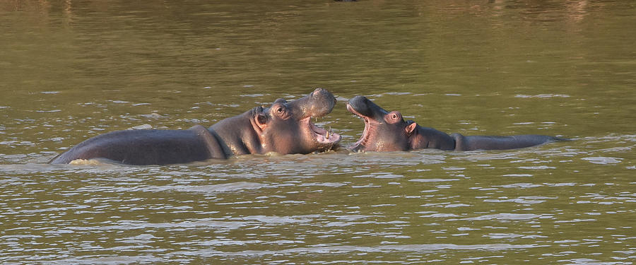 Young Hippos at Play Photograph by Ben Foster