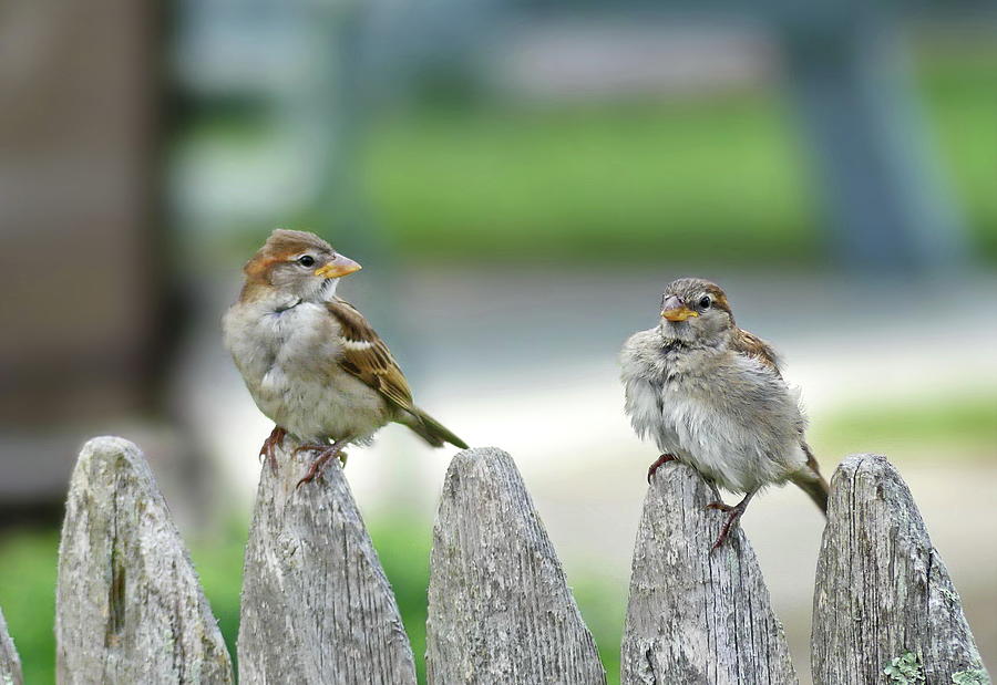 Young House Sparrows Photograph by Lyuba Filatova