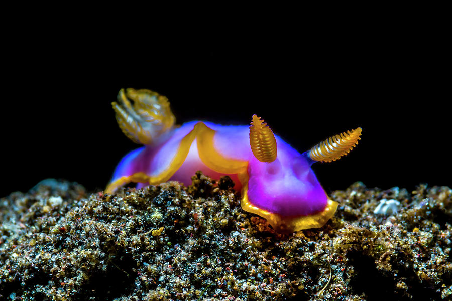 Young Hypselodoris Nudibranch Photograph by Bruce Shafer