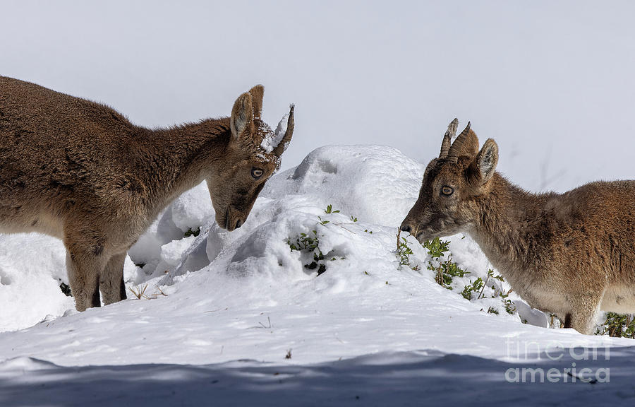 Young Iberian Ibex In Winter Snow Photograph by Bob Gibbons/science Photo Library