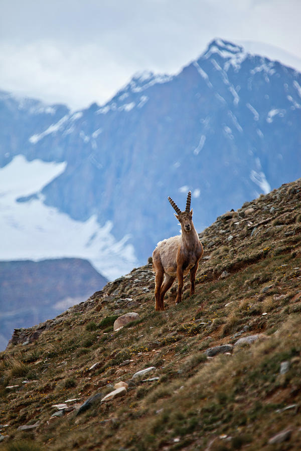 Young Ibex - Swiss Alps Photograph by © Lostin4tune - Cedrik Strahm - Switzerland