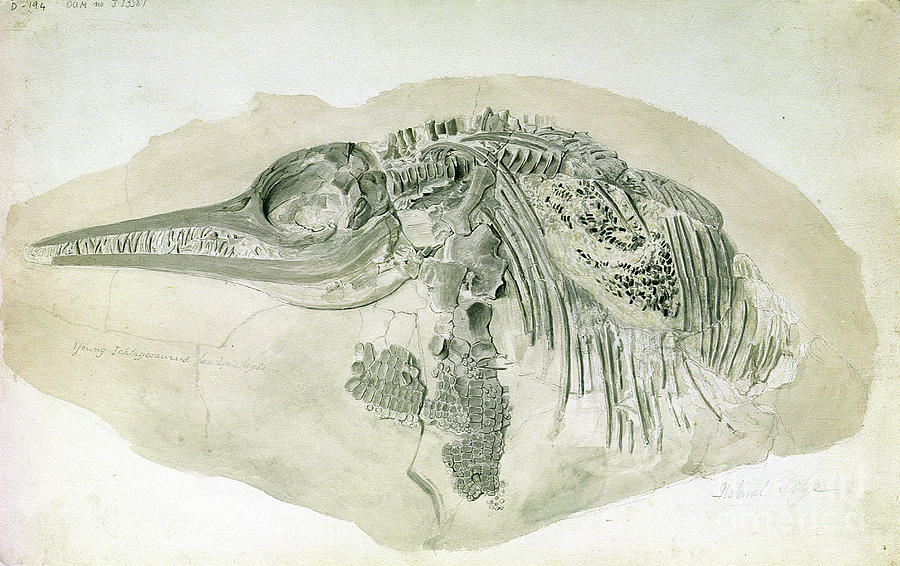 Prehistoric Painting - Young Ichthyosaurus From Lyme Regis by English School