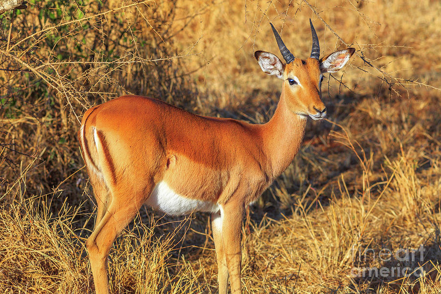 young Impala male Photograph by Benny Marty