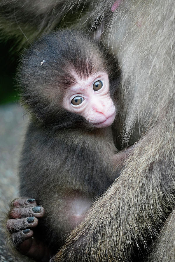 Young Japanese Macaque Photograph by Hiroya Minakuchi