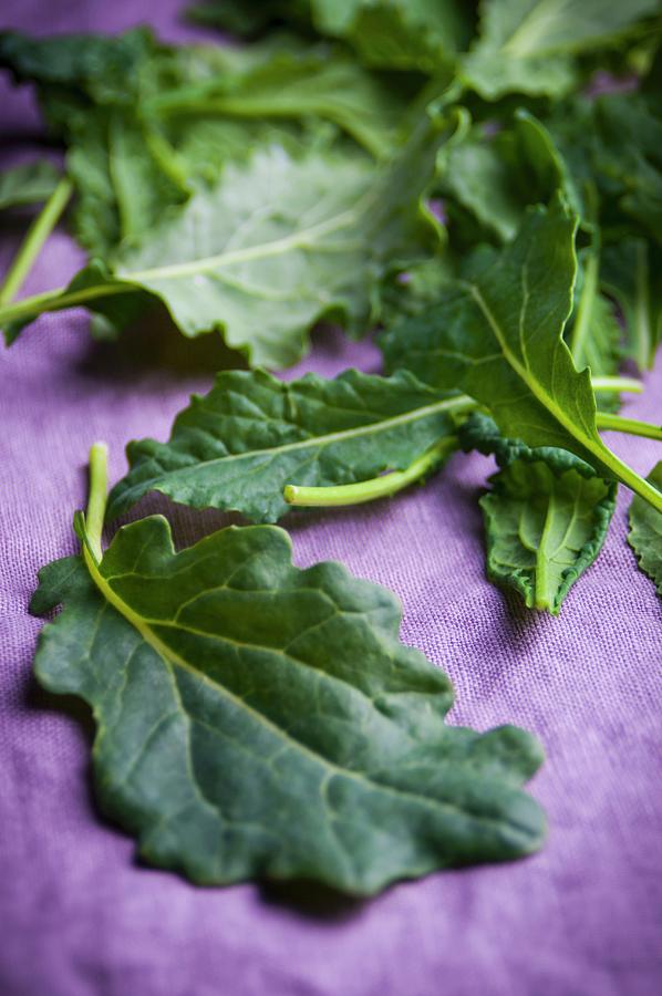 Young Kale Leaves On A Purple Fabric Surface Photograph by Jennifer Blume
