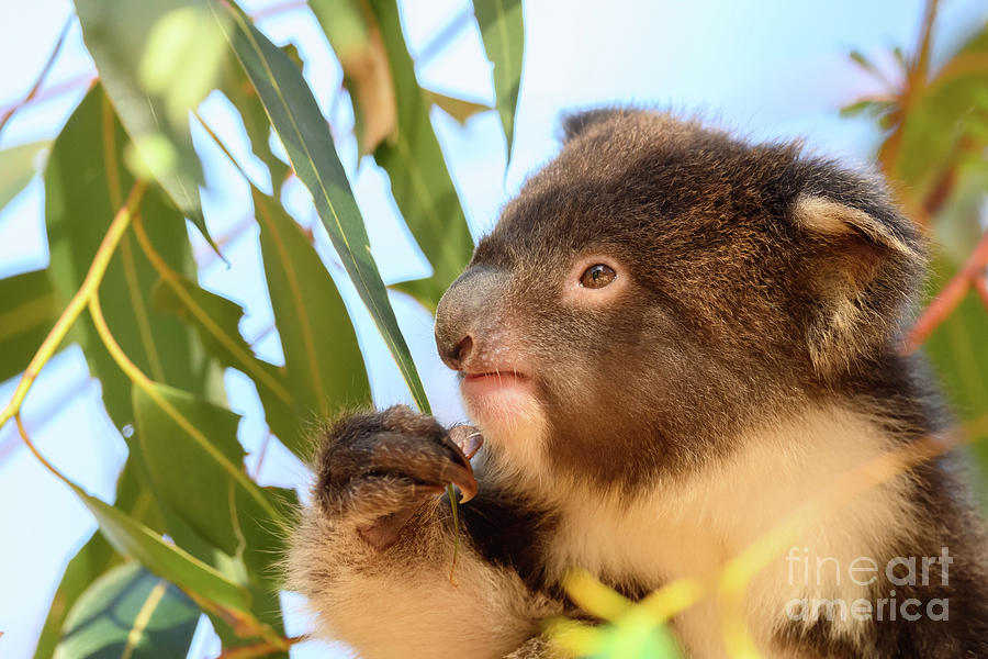 Young Koala Photograph by Science Photo Library Young Koala Photograph by Science Photo Library