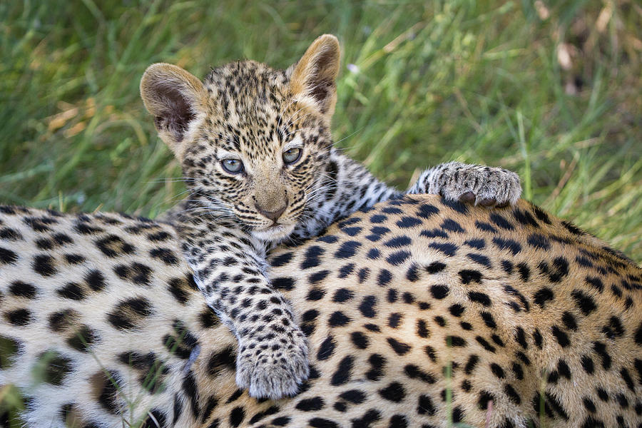 Young Leopard Cub Atop Mother Photograph by Suzi Eszterhas