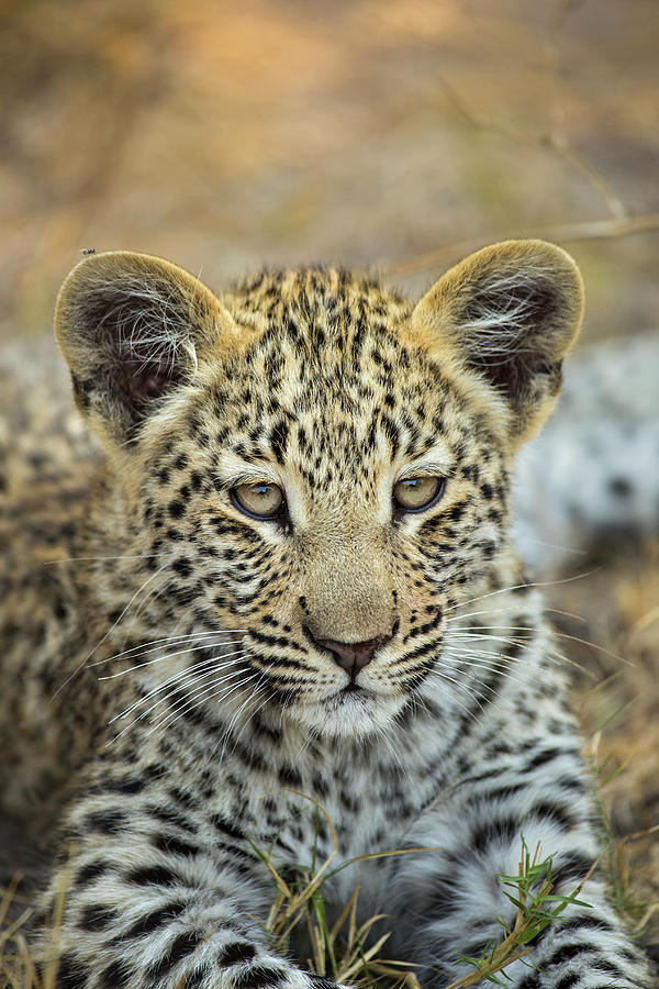 Young Leopard Cub Close Up Photograph by Suzi Eszterhas