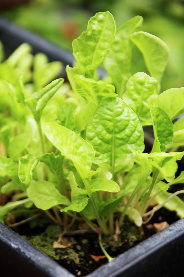 Young Lettuces In A Seedling Tray Photograph by Food Experts Group
