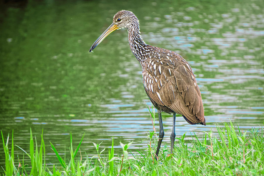 Young Limpkin by the River Photograph by Judy Kay | Fine Art America