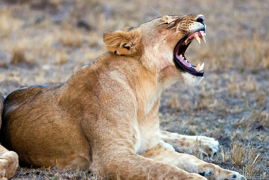 Young Lion Panthera Leo, Masai Mara Photograph by Nico Tondini
