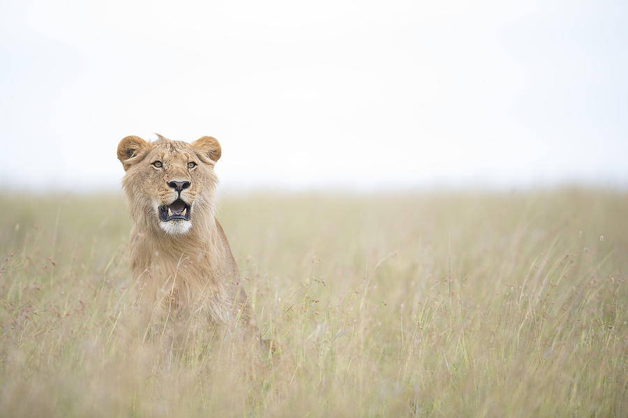 Young Lion Photograph by Roberto Marchegiani