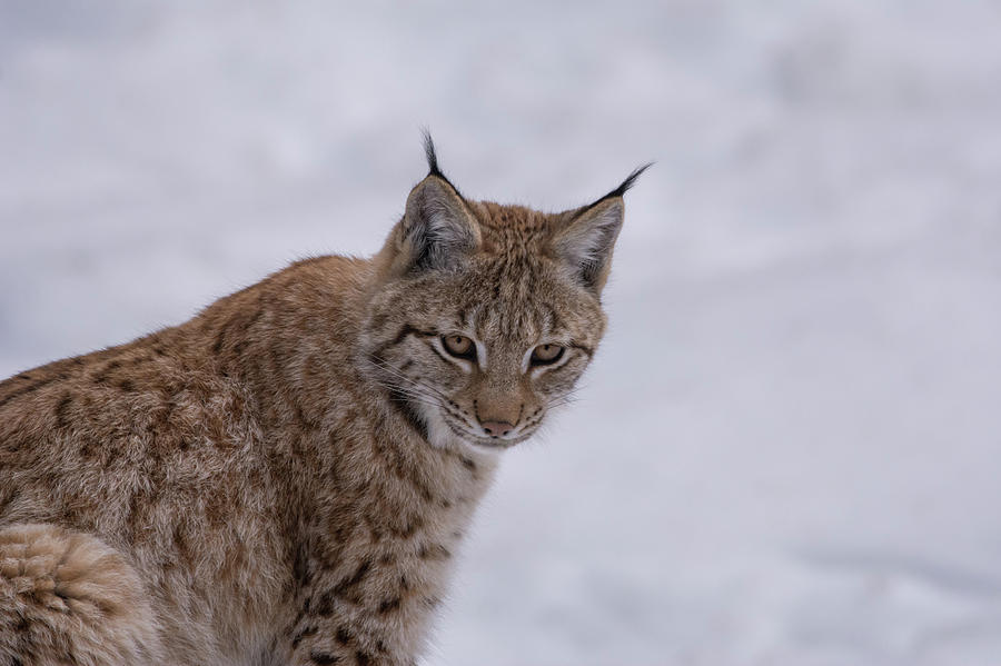 Young Lynx in Winter Photograph by Tobias Luxberg | Fine Art America