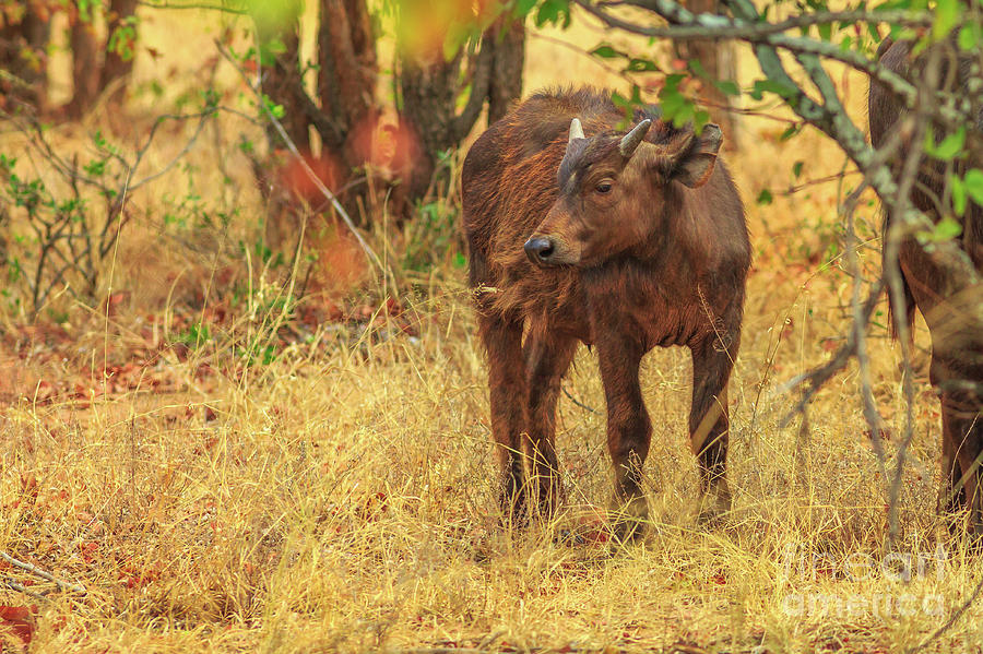 Young male African buffalo Photograph by Benny Marty