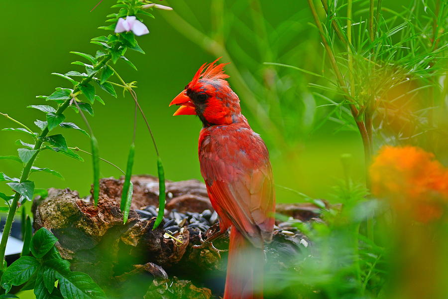 Young male cardinal photograph by randall branham fine art america