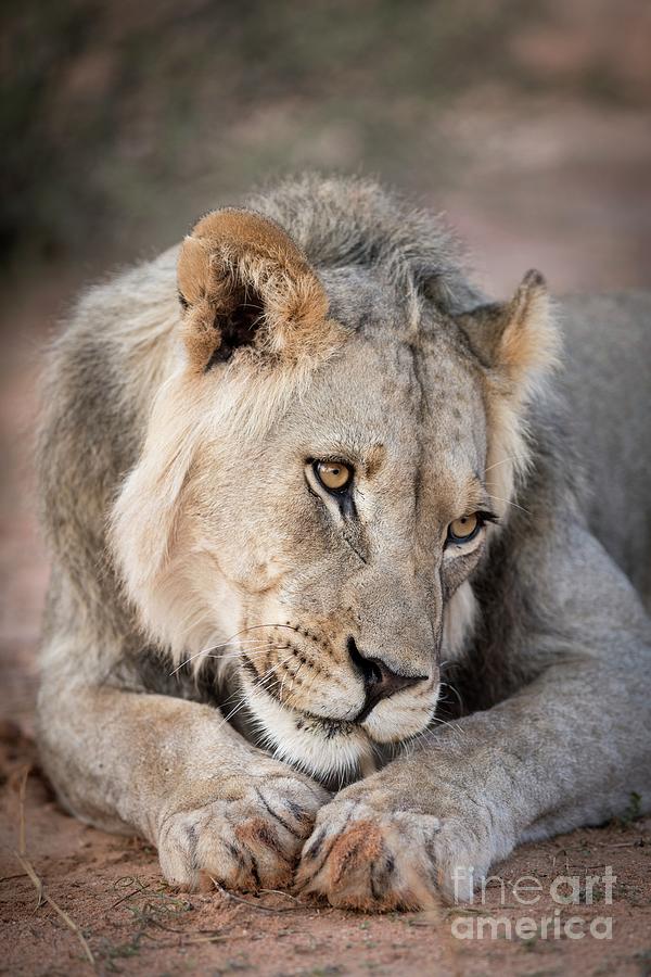Young Male Lion In Sombre Mood Photograph by Tony Camacho/science Photo Library