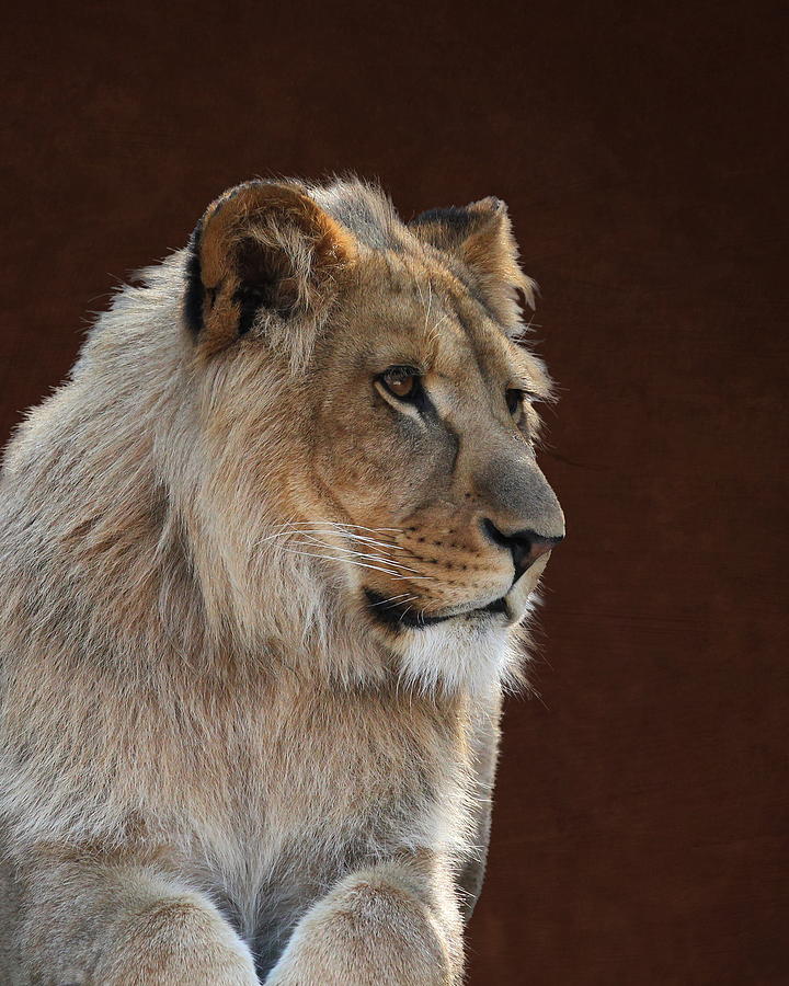 Young Male Lion Portrait by Debi Dalio Young Male Lion Portrait by Debi Dalio