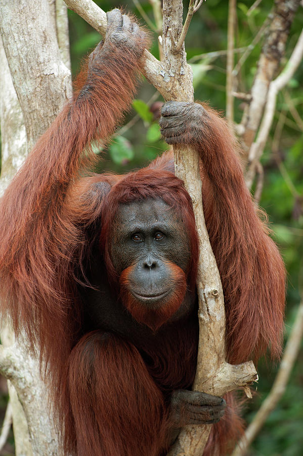 Young Male Orangutan In Tree Photograph by Suzi Eszterhas