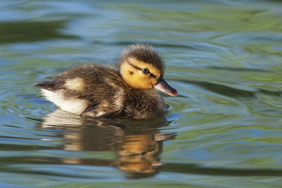 Young Mallard Duckling Photograph by Suzi Eszterhas