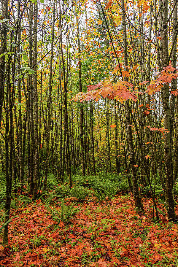 Young Maples by Claude Dalley Young Maples by Claude Dalley