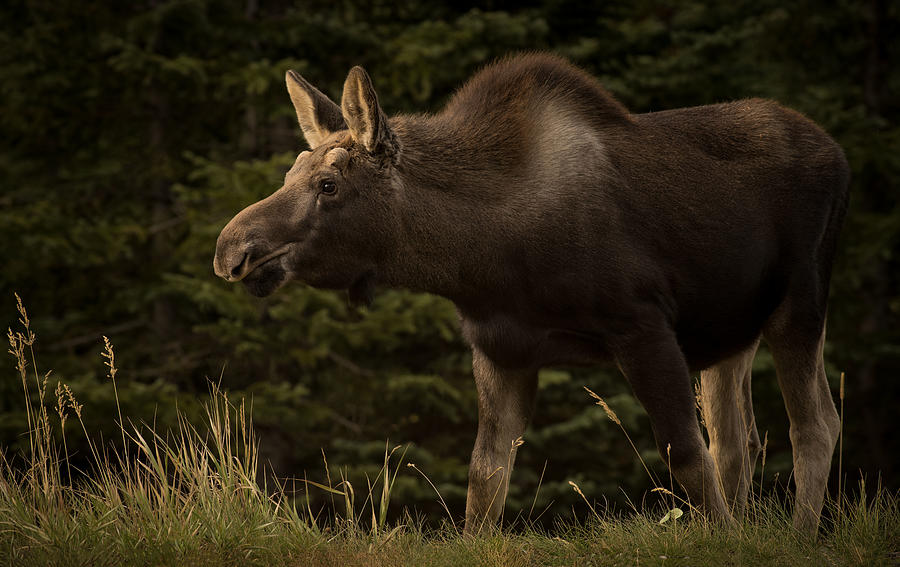 Young Moose On The Loose Photograph by Keith Andrews