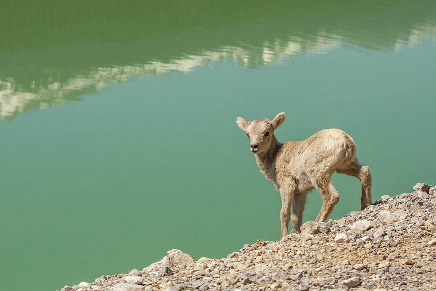 Wildlife Photograph - Young Mountain Goat In Jasper National Park Alberta Canada by Cavan Images
