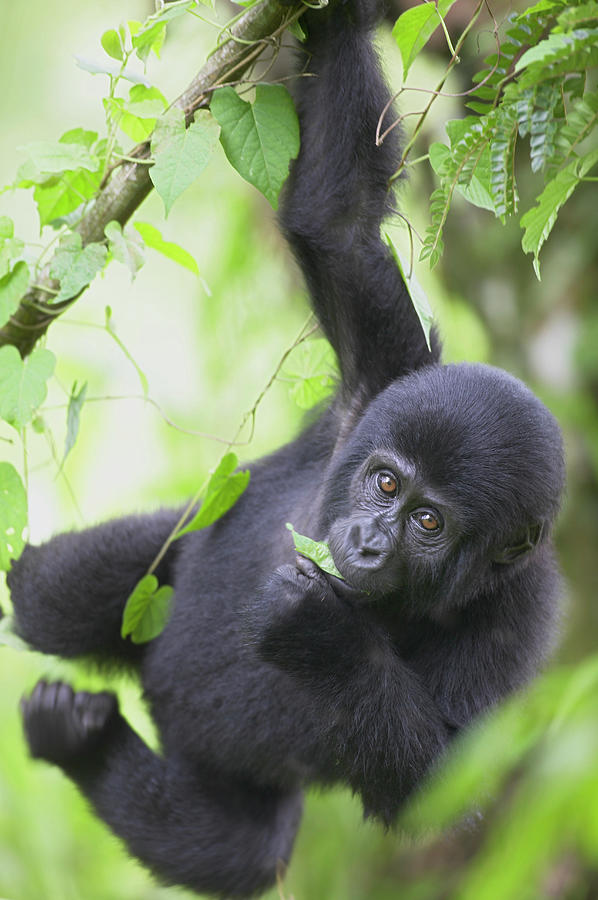 Hanging Photograph - Young Mountain Gorilla Gorilla Gorilla by Paul Souders