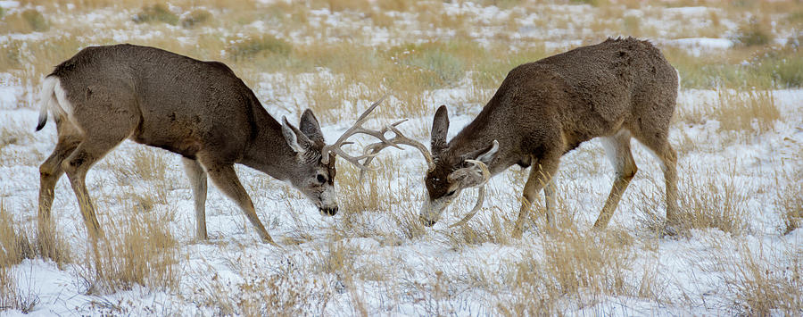 Wildlife Photograph - Young Mule Deer Bucks Play Fighting by Howie Garber