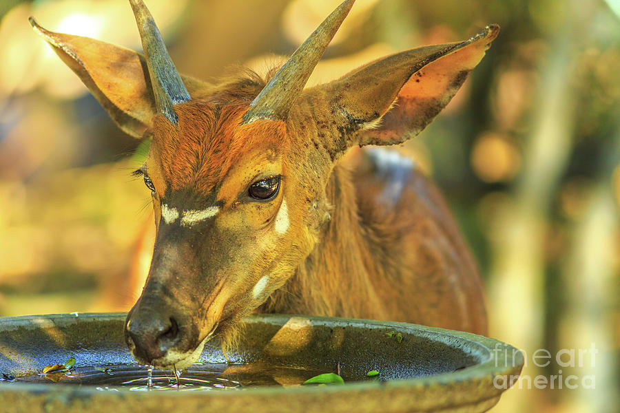 Young Nyala male drinks Photograph by Benny Marty
