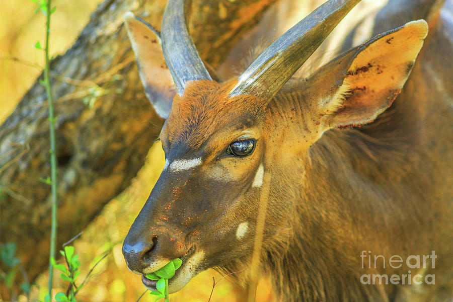 Young Nyala male eats Photograph by Benny Marty